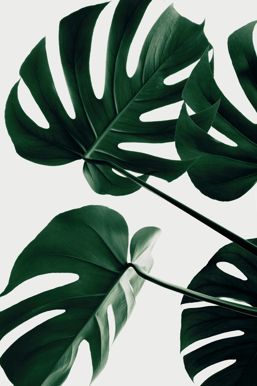 Plakt Monstera Natural 43, Studio Collection | Obraz na ze | 3+1 zdarma |  Posters.cz