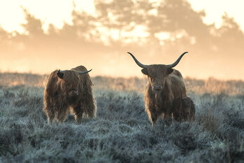 Poster Three Highlanders