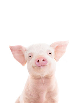 Poster Piglet