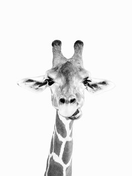 Poster Happy giraffe