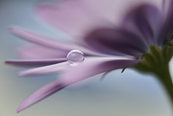 Plakat The peaceful drop