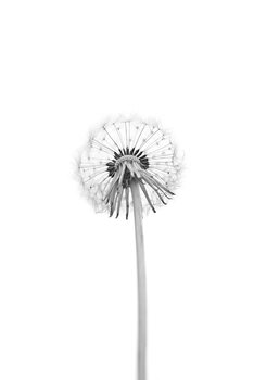 Poster Dandelion