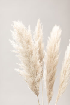 Poster Pampas Grass Grey 02