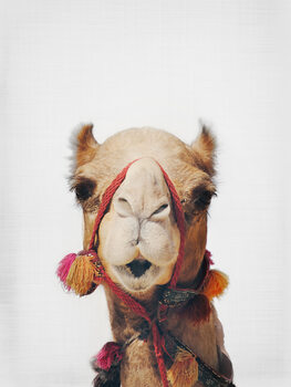 Poster Camel