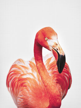 Poster Flamingo