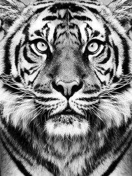 Plakat Tiger BW