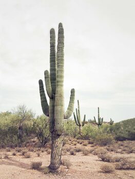 Poster Desert Cactus