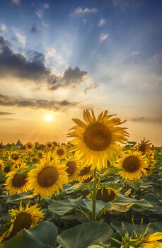 Nature & Landscape Photography