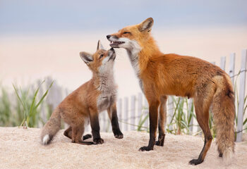 Poster A Kiss