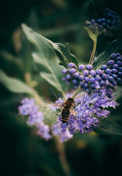 Poster Purple flower with bee