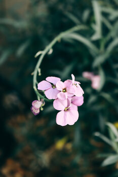 Poster Purple flower 2