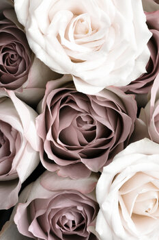 Poster Roses