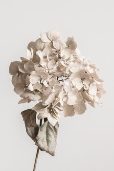 Poster Beige dried flower