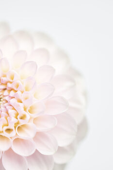 Poster Pink Flower No2