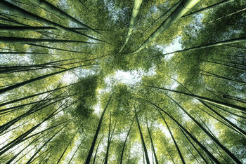 Poster Bamboo Forest