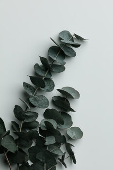 Poster Eucalyptus Wall 01