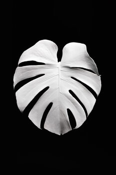 Poster Monstera White 04