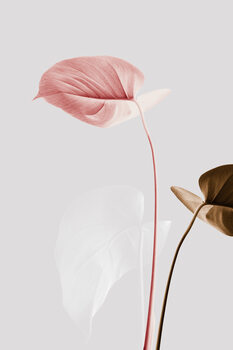 Poster Monstera Creative 21