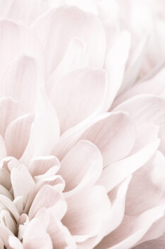 Poster Chrysanthemum No 04