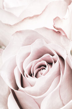 Poster Pink Rose No 05