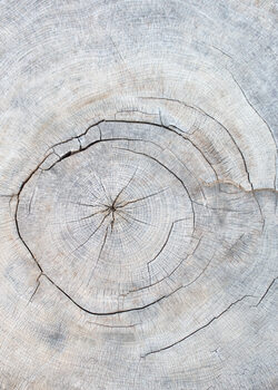 Poster Pattern_wood_2