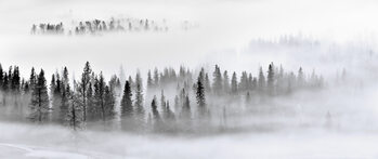 Poster Foggy Forest