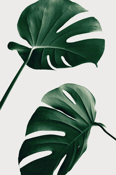 Poster Monstera Natural 46