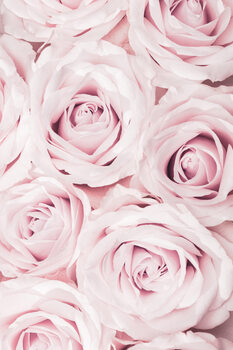 Poster Pink Roses No 02