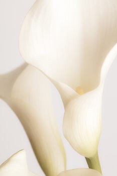Poster White Calla Lily No 2