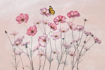 Poster Cosmos and Butterfly