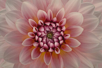 Plakat Blush