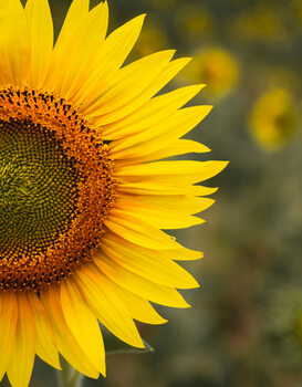 Poster Sunflower portrait