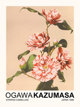 Poster Striped Camellias (Japandi Florals) - Ogawa Kazumasa
