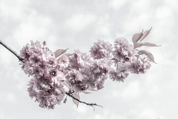 Poster Cherry blossom branch with view to the sky