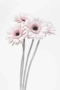 Poster Pink Flowers