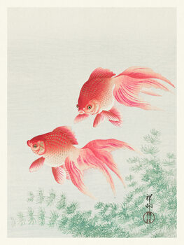 Poster Two Veil Goldfish