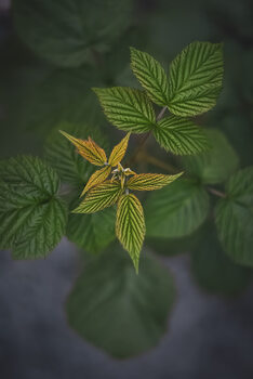 Plants & Flowers
