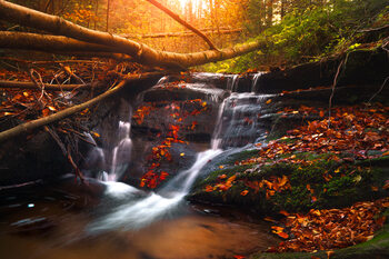 Forest streams