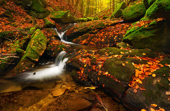 Forest streams