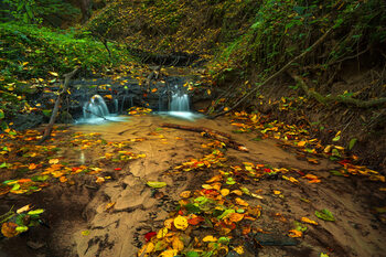 Forest streams
