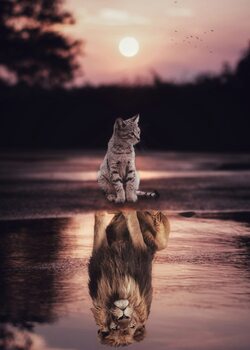 Cute Pets and Wild Animals