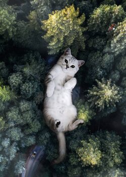 Poster Green Forest and Giant Cat