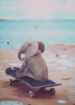 Poster Baby elephant on skateboard