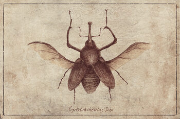 Insects & Butterflies