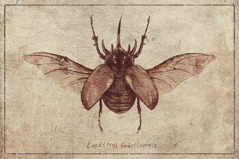 Insects & Butterflies