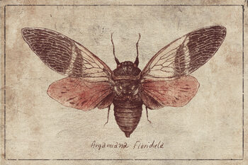 Insects & Butterflies