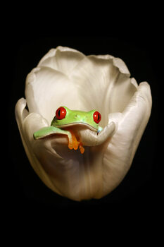 Poster Red eyed tree frog chilling in a flower