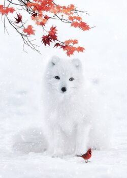 Poster White Fox and Red cardinal under snow