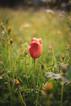 Plants & Flowers