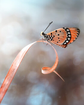 Poster The Butterfly